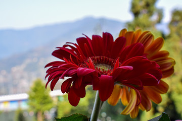 Red Beautiful Flower 