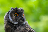 Fototapeta Zwierzęta - Beautiful owl with big orange eyes soft-focus in the background