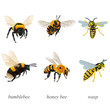 Six poses of bumblebees, bees and wasp insects