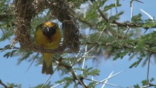 A Weaver Bird Making A New Nest Using Dry Grass