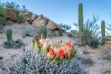 Close-up Shot Of Cactus Blossom At Dusk In Sonoran Desert - Saguaro National Park, Arizona, USA