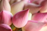 Fototapeta Storczyk - soft focus of pink lotus flower background