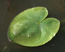 Leaves Of Waterplant. Waterlillie Leaves