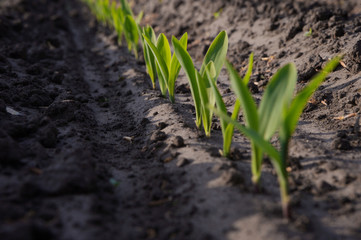 Germinating corn plants. Maize. Offspring. Agriculture. Germ. Seed. Growing. Farming. Spring.