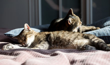 Two Cats Lying On Sofa At Home In Winter