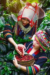 Two beautiful women wearing traditional clothes are harvesting coffee beans.Tribal woman with coffee on the tree,Hmong girl in a coffee garden