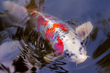 Exotic Koi Fish Carp Swimming In Pond