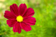 garden cosmos or Mexican aster (Cosmos bipinnatus) purple flower with natural green background
