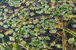 swamp background - aquatic vegetation leafs on water surface
