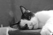 Rumhängende, dösende Katze in Schwarz-Weiß