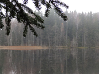 Wall Mural - The misty landscape of bare trees near the river covered with tooth