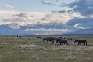 Wall Mural - Herd of Wild Horses in Spring in Utah