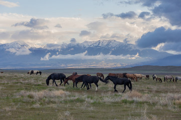 Wall Mural - Herd of Wild Horses in Spring in Utah