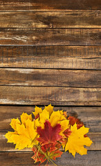 Wall Mural - autumn maple leaves bouquet on wooden table vertical frame with copy space.
