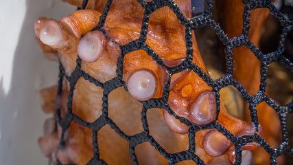 octopus macro image in the nets