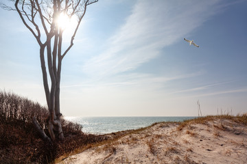 Wall Mural - Knorrige Buche am Strand der Ostsee