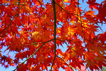 Wall Mural - Red foliage of a Japanese Maple tree in the fall