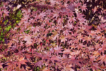 Wall Mural - Red foliage of a Japanese Maple tree in the fall