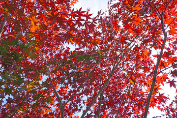 Wall Mural - Red foliage of a Japanese Maple tree in the fall