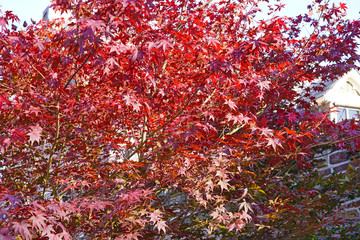 Wall Mural - Red foliage of a Japanese Maple tree in the fall