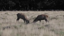 Young Red Deer Practising Rutting