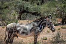 Grevys Zebra Or Imperial Zebra Outdoors In The African Wilderness In Samburu National Park In Kenya. Safari, Wildlife And Travel Concept.