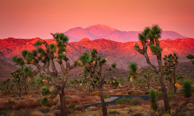 Joshua Tree National Park. Sunrise with San Gorgonio mountain in the distance