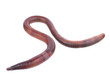 © evegenesis - Earth worm isolated on white background