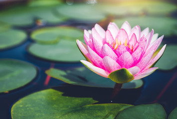 Wall Mural - beautiful pink lotus flower in pond. aquatic water lily fresh nature flower blooming background outdoors in garden top view with sunlight.