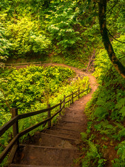 Wall Mural - path in the forest