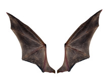 Bat Wings Isolated On White.