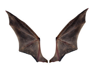 bat wings isolated on white.