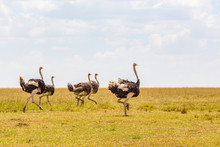 Running Ostriches On The African Savanna