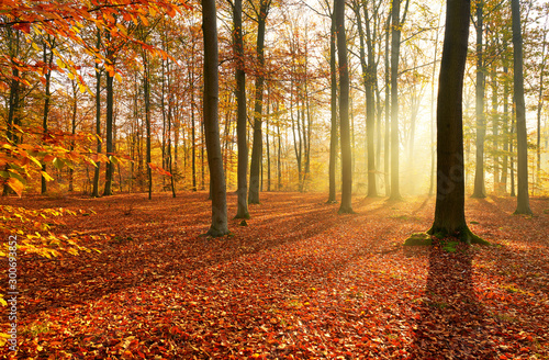Fototapety jesień  jesienny-poranek-w-starym-lesie