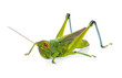Green grasshopper isolated on a white backgroun