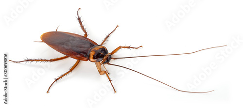 Fotomural Cockroach isolated on a white background