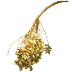 Wall Mural - The date palm (Phoenix L.) is a fruit branch with fruits