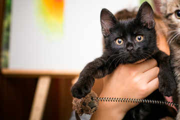 Wall Mural - boy holds black kitten in hands. Black kitten 3 months with yellow eyes on background of easel with picture.