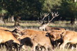 Red deer - rutting season