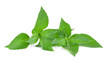© evegenesis - Sweet basil leaves isolated on white background
