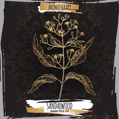 Wall Mural - Indian sandalwood aka Santalum album sketch on black lace background.