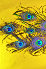 peacock feathers,close up peacock tail,yellow background on peacock tail,Indian peacock,beautiful peafowl,peacock peafowl on yellow,beautiful pattern