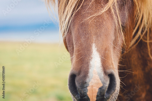 Fotomural Closeup details of wild icelandic horse