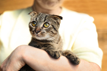 Woman holding homeless cat on blurred background. Concept of volunteering