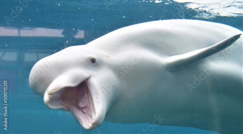 Fotomural Beluga whale in the pool with open mouth