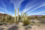 Fototapeta  - Tall Saguaro Next to Organ Pipe Cacti in Arizona