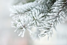 Snow-covered Branch Of Spruce.  First Snow.  Rime On The Needles Of An Evergreen Tree.  Winter Season. Change Of Season From Fall To Winter