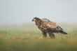 White tailed eagle (Haliaeetus albicilla)