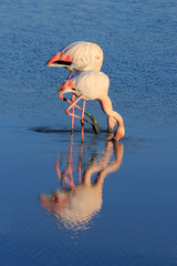 Canvas Print - flamants et leur reflets