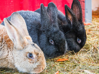 Rabbit in farm cage or hutch. Breeding rabbits concept